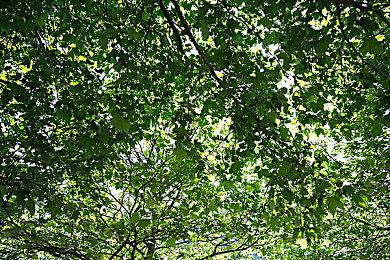 《方舟：生存飞升》新更新 强化社交功能Club ARK上线